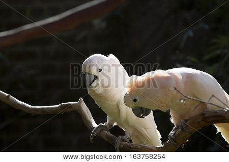 Two salmon-crested cockatoos on a bare limb