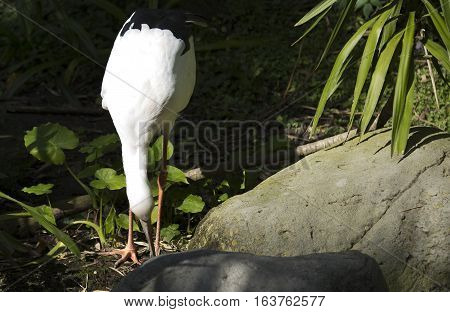 Maguari stork (Ciconia maguari) hunting near rocks