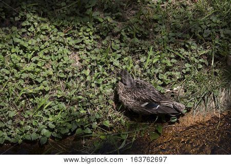 Mallard hen (Anas platyrhynchos) lying on a pond shore in the spring