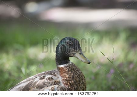 Close up of a nonbreeding mallard drake (Anas platyrhynchos)