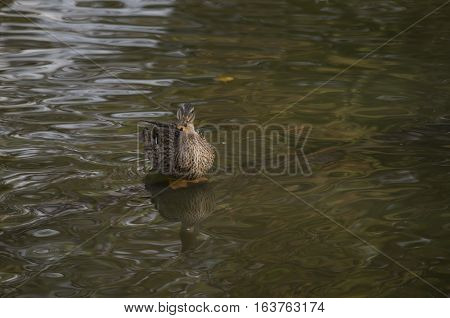 Mallard hen (Anas platyrhynchos) in a shallow pond