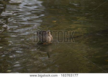 Mallard hen (Anas platyrhynchos) in a shallow pond