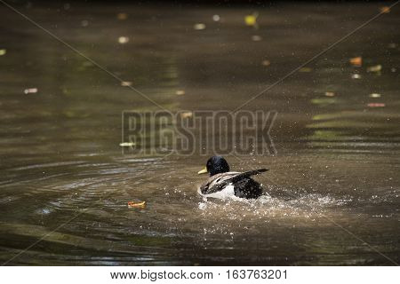Mallard drake grooming in a shallow pond