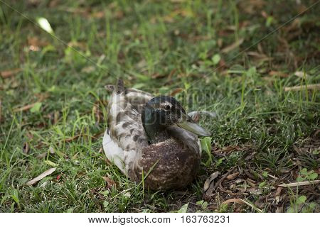 Nonbreeding mallard drake resting in green grass