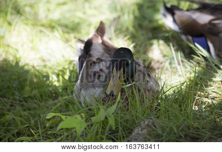 Mallard drake resting in the summer grass