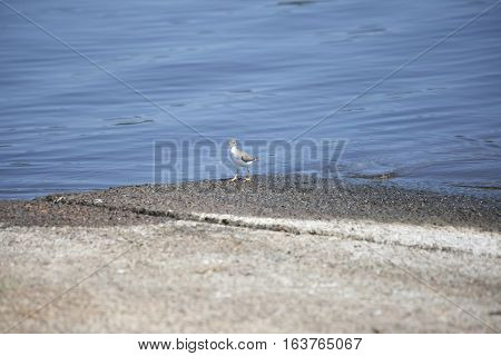Bird hopping along boat ramp on a lake shore