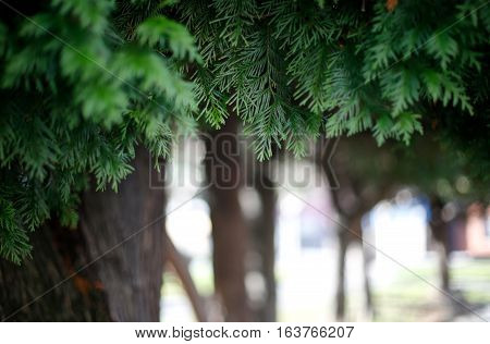 several tree leaves with a unfocused background