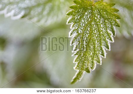 christmas background frozen leave in the morning