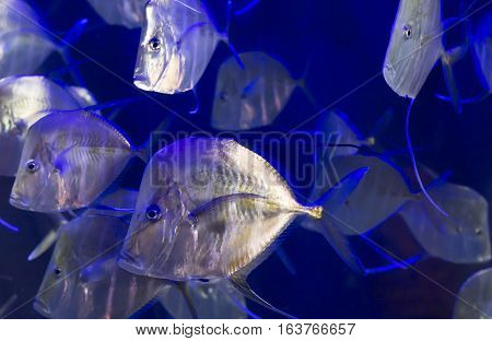 School of lookdown fish (Selene vomer) swimming
