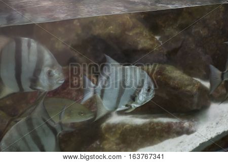Close up of a school of Atlantic spadefish (Chaetodipterus faber)