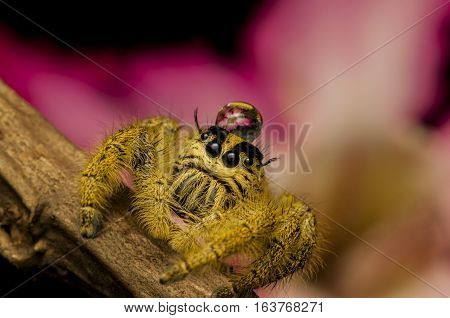 jumping spider on a branch with dew reflection