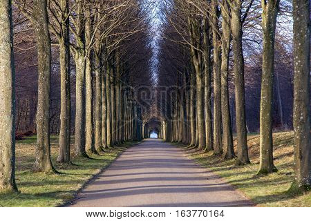 A tree alley in the park at Fredensborg Palace in Denmark