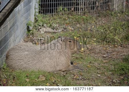 Capybara (Hydrochoerus hydrochaeris) resting in a pen