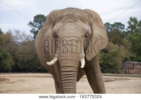 Close up of an African savanna elephant (Loxodonta africana africana)