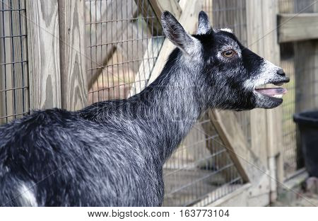 Close up of a black and white goat bleating