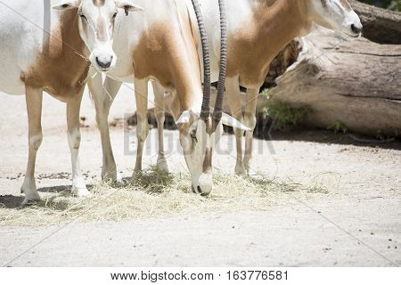 Scimitar Oryx