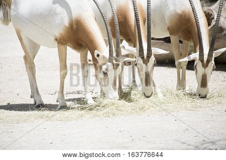 Scimitar Oryx