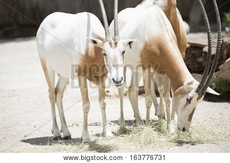 Scimitar Oryx
