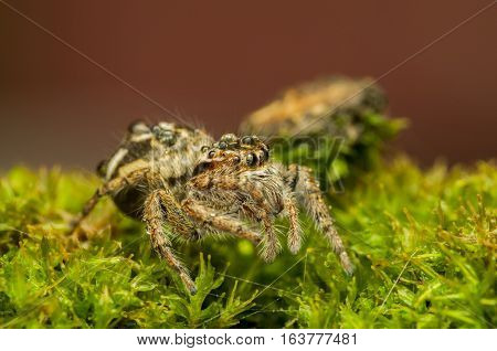 spider jump on the green grass, brown background