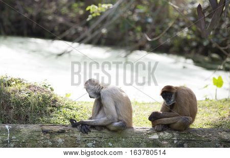 Geoffroy's spider monkeys relaxing on a log
