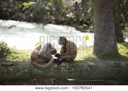 Geoffroy's spider monkeys relaxing on a log