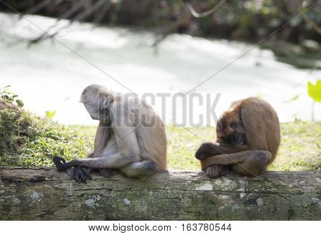 Geoffroy's spider monkeys relaxing on a log