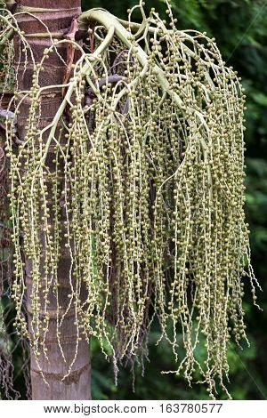 Seed head of Bangalow palm Archontophoenix cunninghamiana