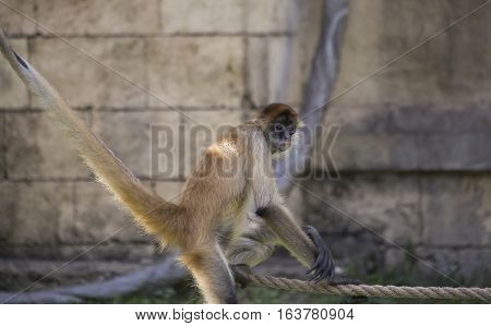 Geoffroy's spider monkey climbing along a rope