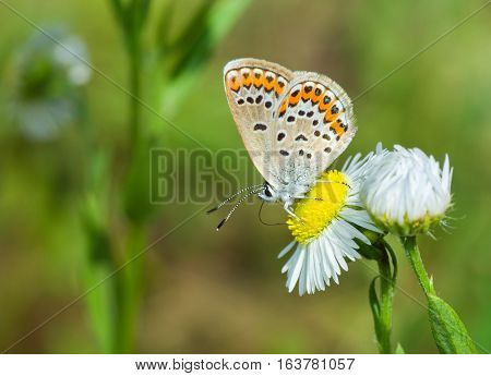 Common Blue (female) butterfly on a wild camomile flower against light wild field background.