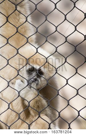 Lar gibbon also known as a white-handed gibbon hanging on cage fence