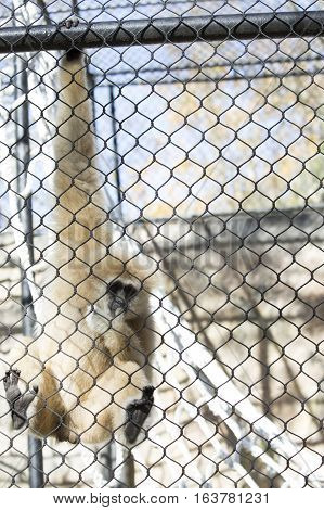 Lar gibbon also known as a white-handed gibbon hanging on cage fence