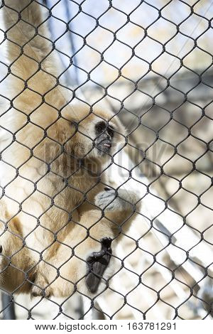 Lar gibbon also known as a white-handed gibbon hanging on cage fence