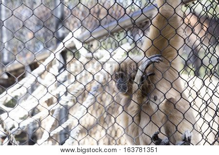 Lar gibbon also known as a white-handed gibbon hanging on cage fence