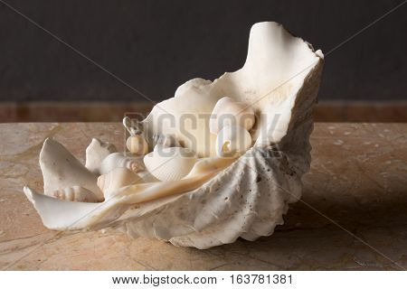 Large sea shell filled with snails on merble table top