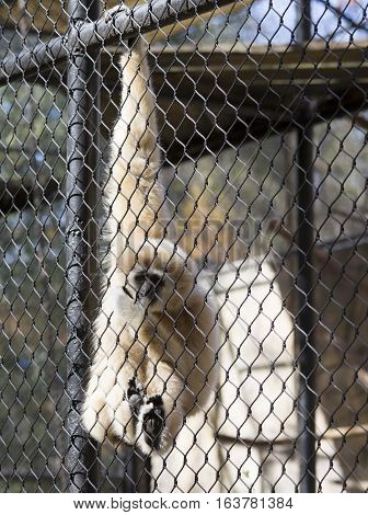 Lar gibbon also known as a white-handed gibbon hanging on cage fence