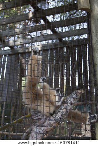 Lar gibbon also known as a white-handed gibbon playing on a tree branch