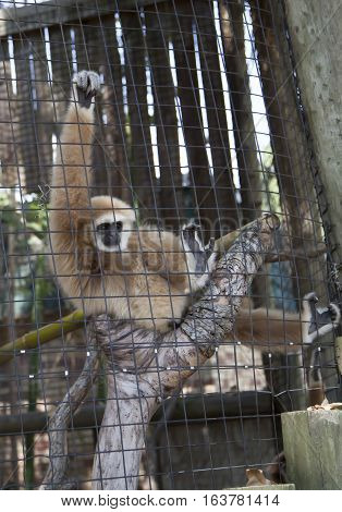 Lar gibbon also known as a white-handed gibbon playing on a tree branch