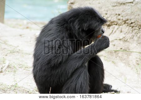 Profile of a siamang gibbon eating on a beach