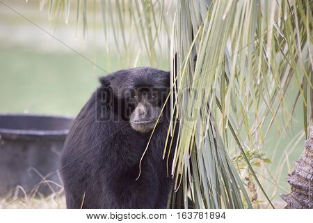 Siamang gibbon staring thoughtfully into the distance