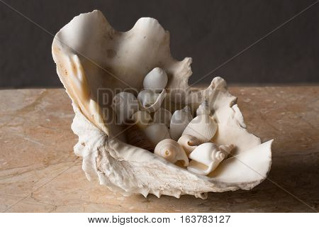 Large sea shell filled with snails on merble table top