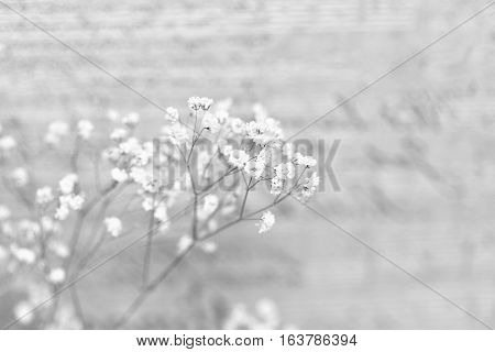 Small white flowers on an abstract background. Sprig of flowers gypsophila