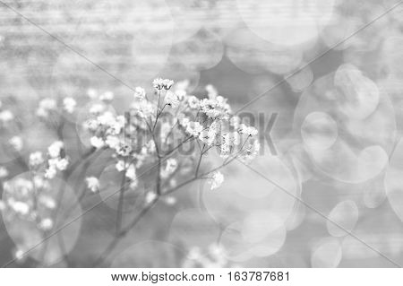 Small white flowers on an abstract background. Valentine's Day. Sprig of flowers gypsophila