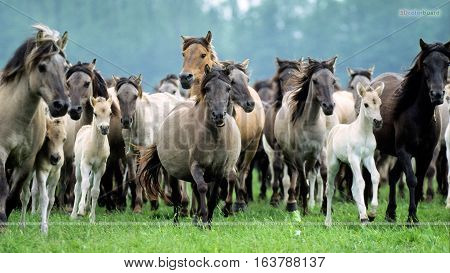 The Horse extant subspecies of Equus ferus