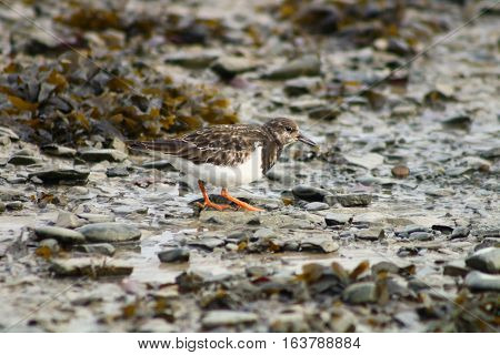 A Turnstone wading across a mudflat at low tide