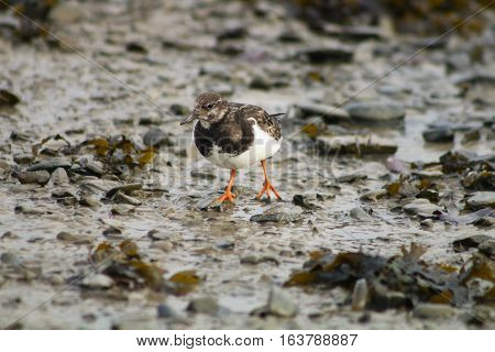 A Turnstone wading across a mudflat at low tide