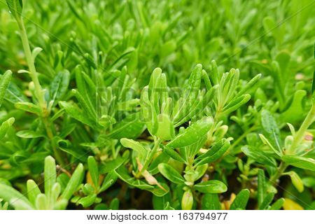 close-up of wet young leafs of Pittosporum tobira tree in a rainy day in spring