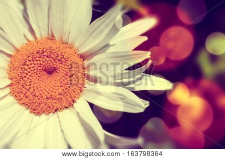 Daisy abstract background.Light flare and color effect.Flower background