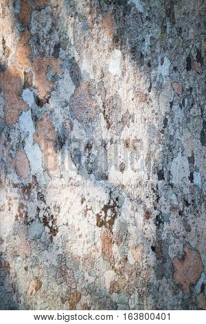 Rare texture of tree bark stock photo