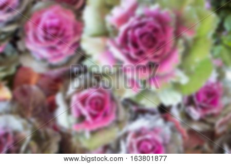Ornamental cabbage display in food festival stock photo