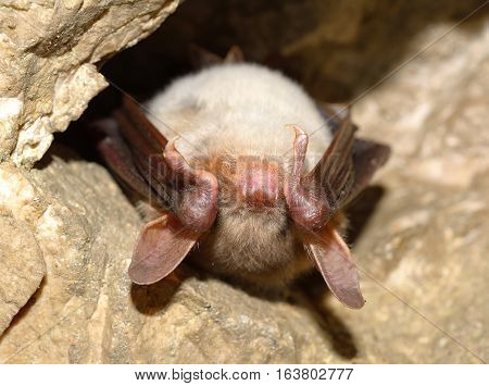 Lesser mouse-eared bat (Myotis myotis) in cave